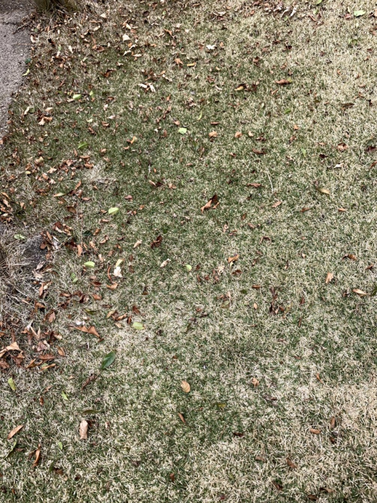 ２０２１年３月下旬 ブロワバキュームで芝生上の枯れ葉を除去 ふくろぐ